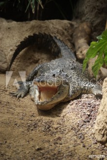 Bild på Cocodrilo al sol